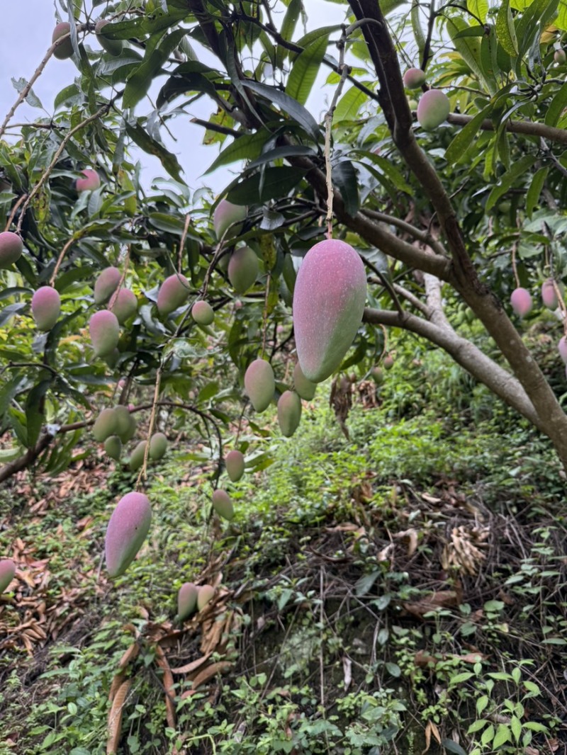 云南贵妃芒，电商货市场货大量出货中。