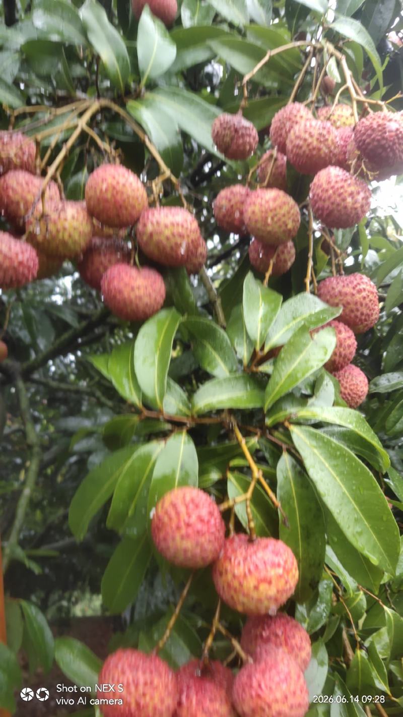 高州市鸡嘴荔枝