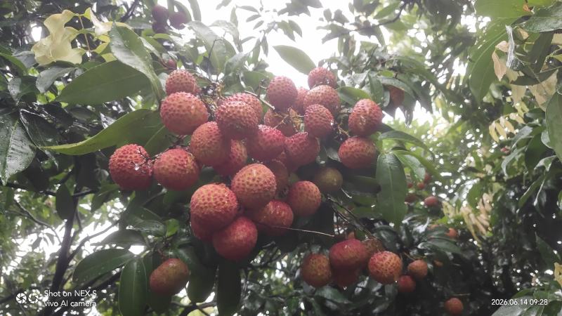 高州市鸡嘴荔枝