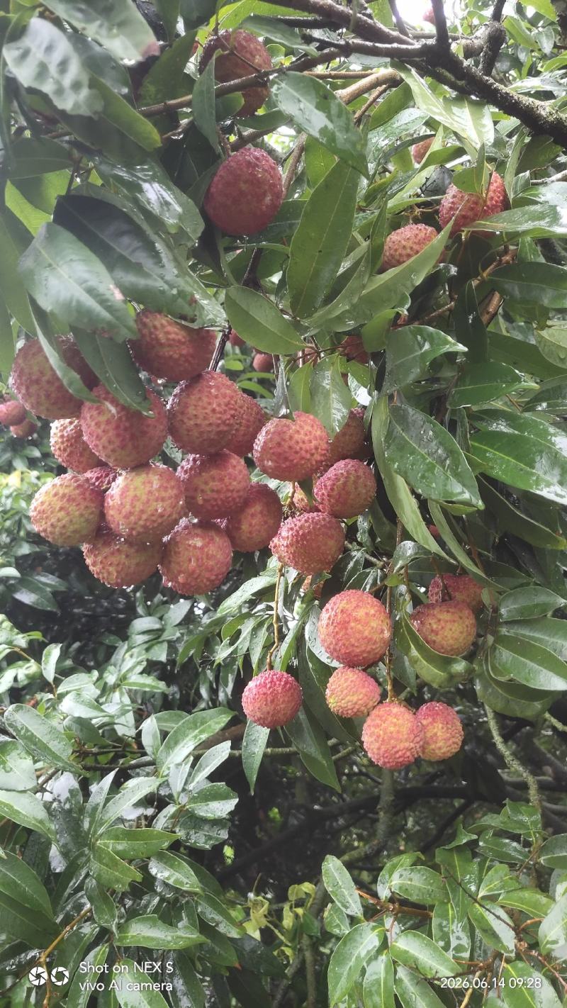 高州市鸡嘴荔枝