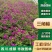 三角梅小苗四川园林绿化庭院别墅花园盆栽爬藤老桩棒棒糖植物