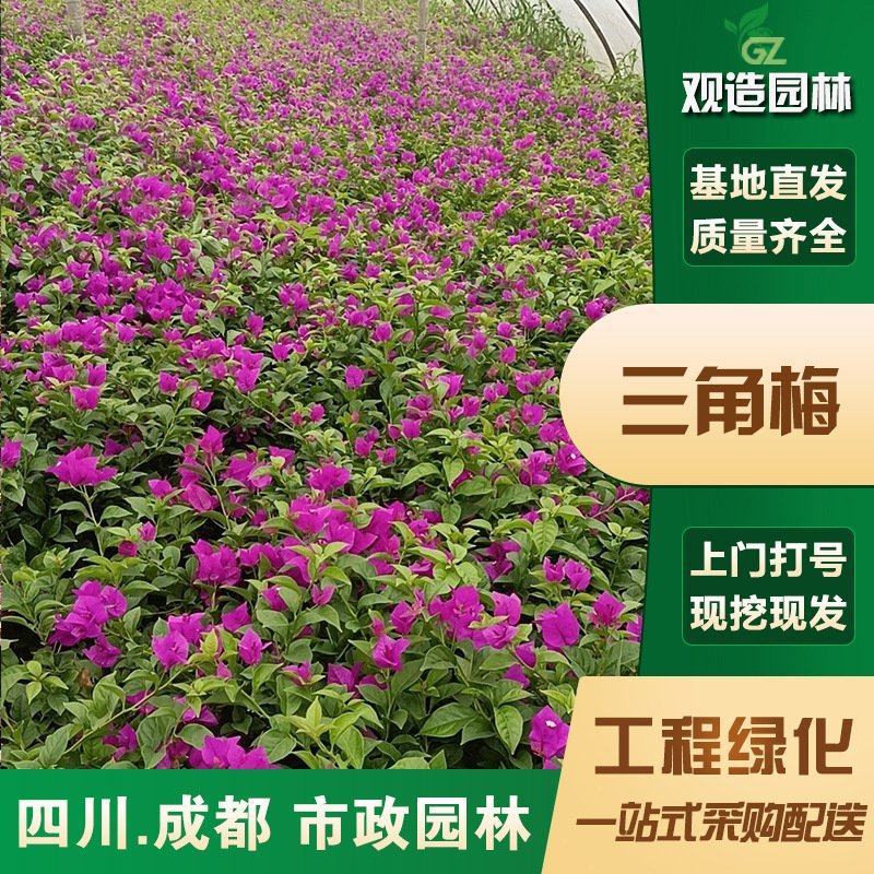 三角梅小苗四川园林绿化庭院别墅花园盆栽爬藤老桩棒棒糖植物