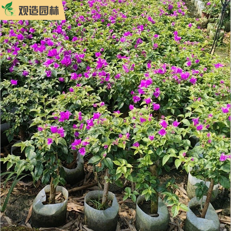三角梅小苗四川园林绿化庭院别墅花园盆栽爬藤老桩棒棒糖植物