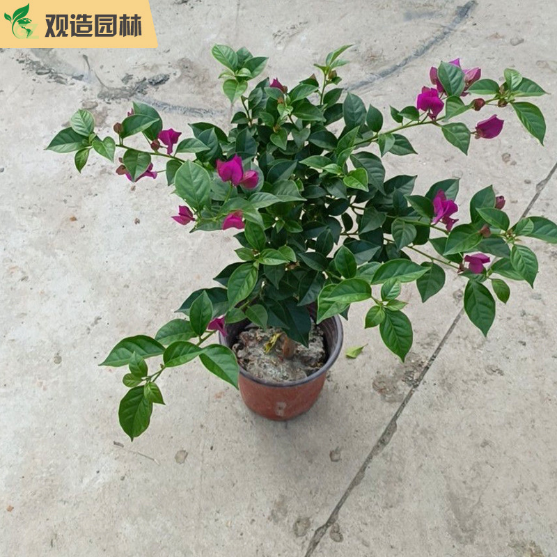 三角梅小苗四川园林绿化庭院别墅花园盆栽爬藤老桩棒棒糖植物