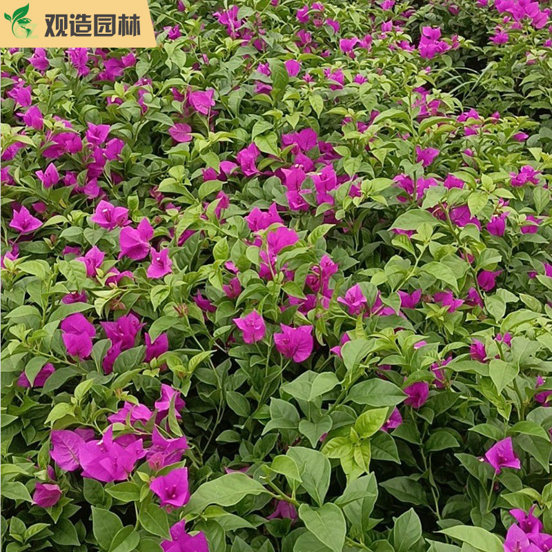 三角梅小苗四川园林绿化庭院别墅花园盆栽爬藤老桩棒棒糖植物