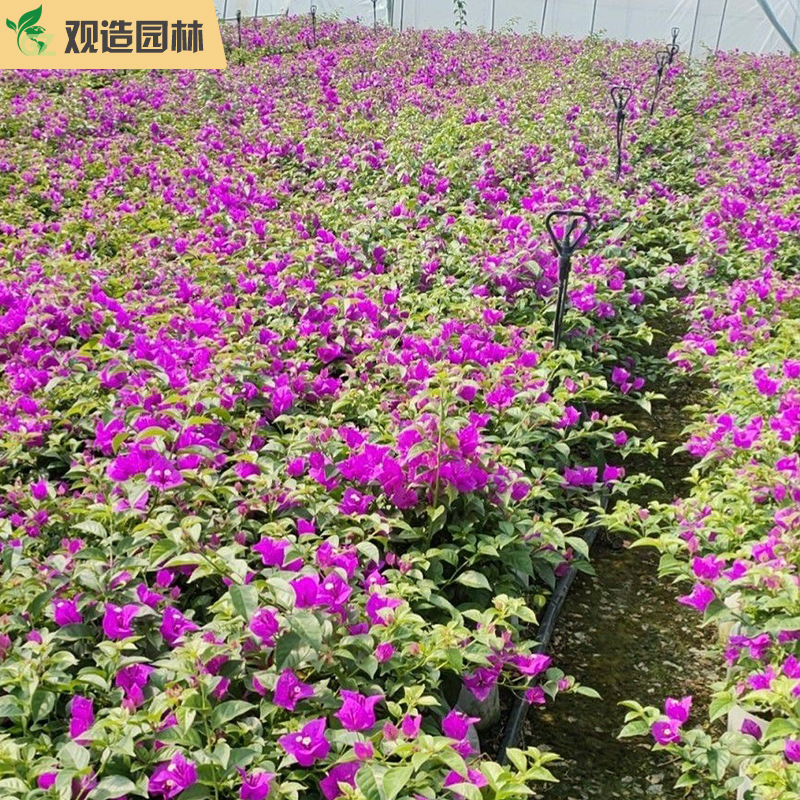 三角梅小苗四川园林绿化庭院别墅花园盆栽爬藤老桩棒棒糖植物