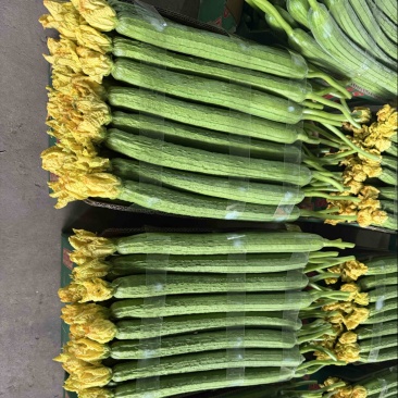 连云港鲜花丝瓜原产地鲜花40公分.供应商超各大市场