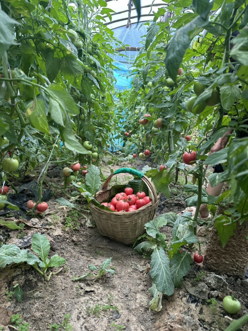 本地粉番茄