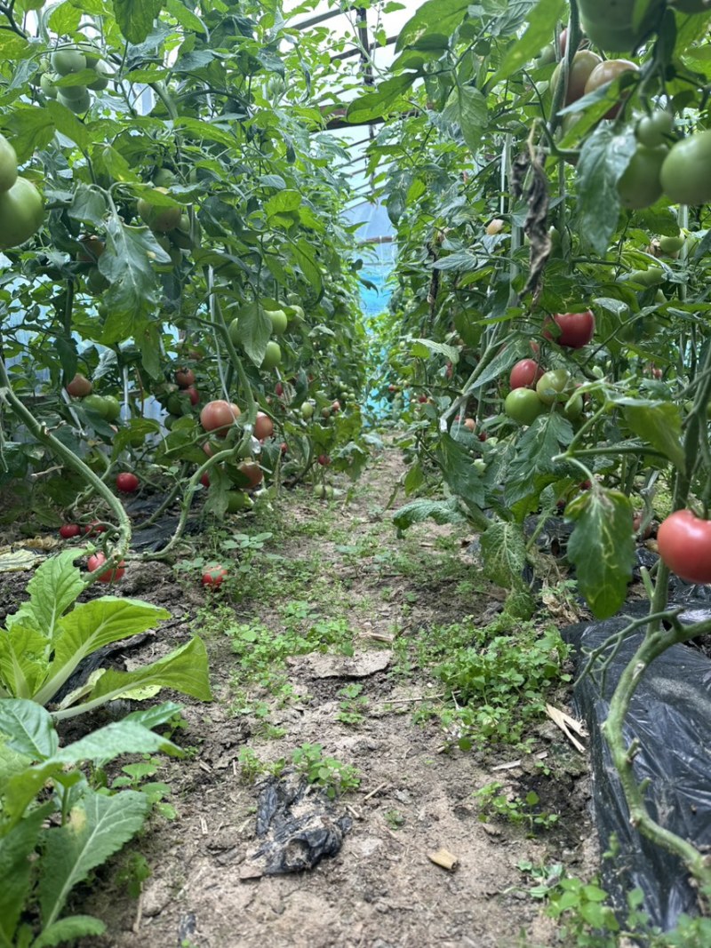 本地粉番茄