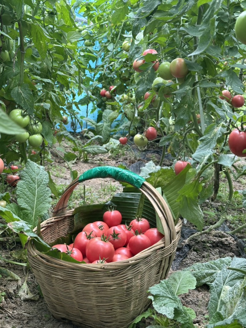 本地粉番茄