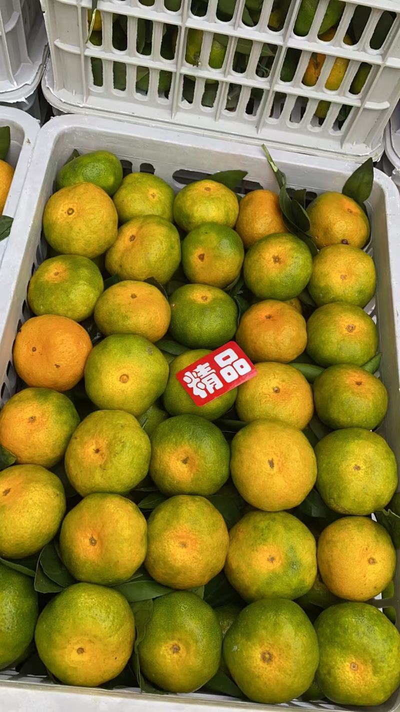江西寻乌蜜桔大分一号大分四号大叶兴津齐全基地直采