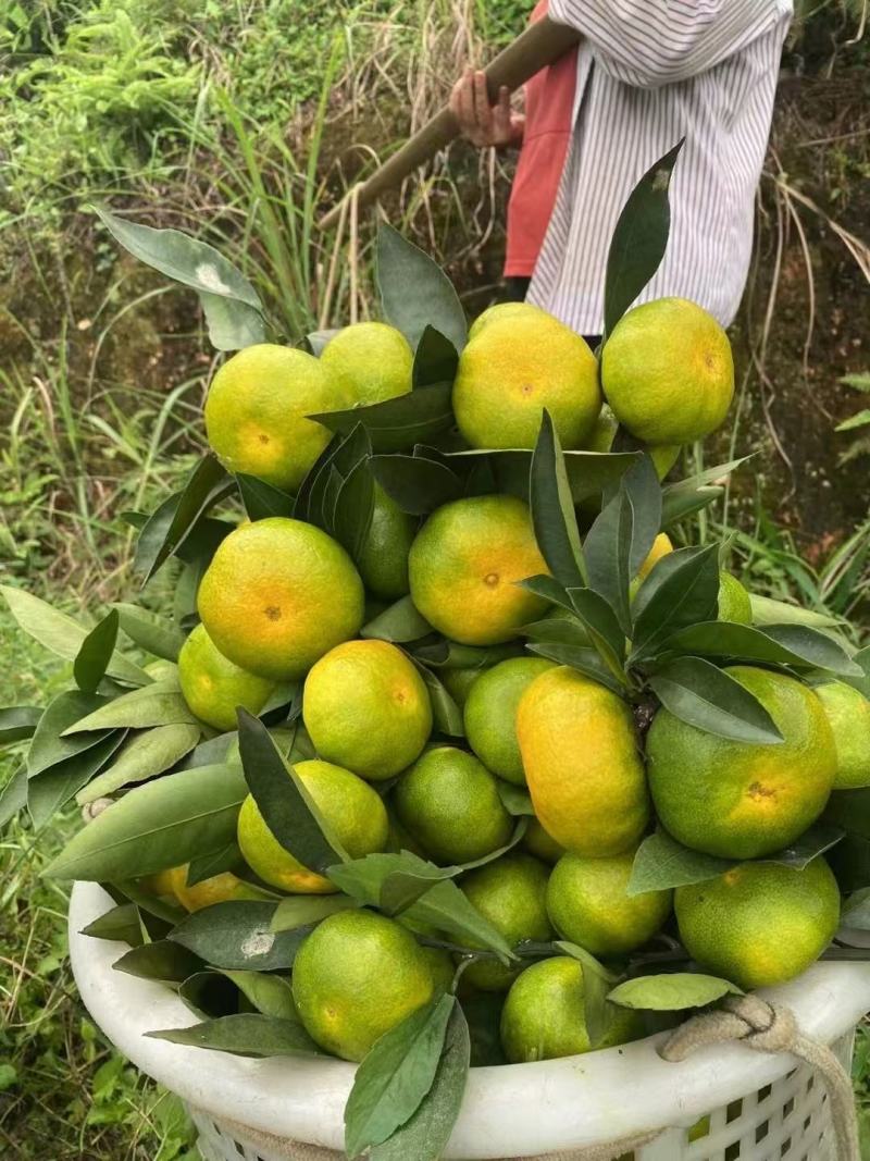 江西寻乌蜜桔大分一号大分四号大叶兴津齐全基地直采