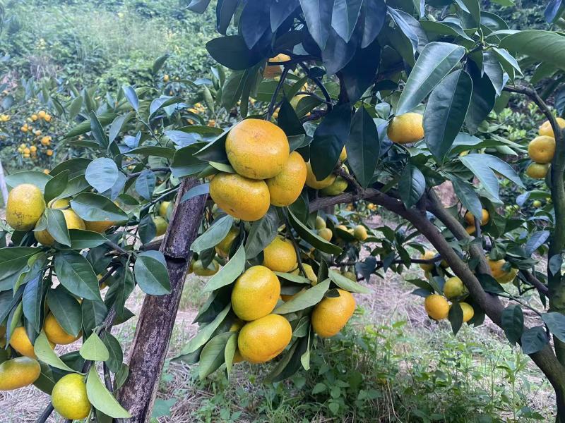江西寻乌蜜桔大分一号大分四号大叶兴津齐全基地直采