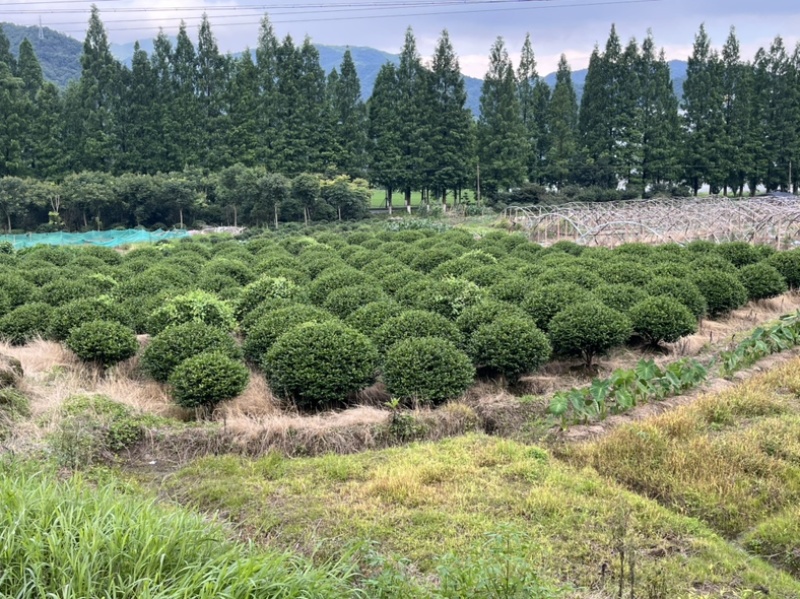 茶梅球清地退林大处理