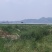 出口甜葫芦条