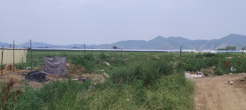 出口甜葫芦条