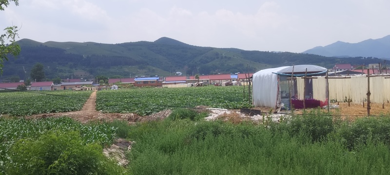 出口甜葫芦条