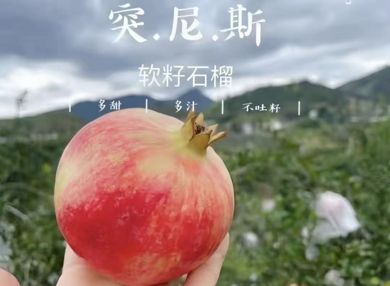 会理突尼斯即将大量出货有需要的老板联系