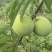 贵州蜂糖李