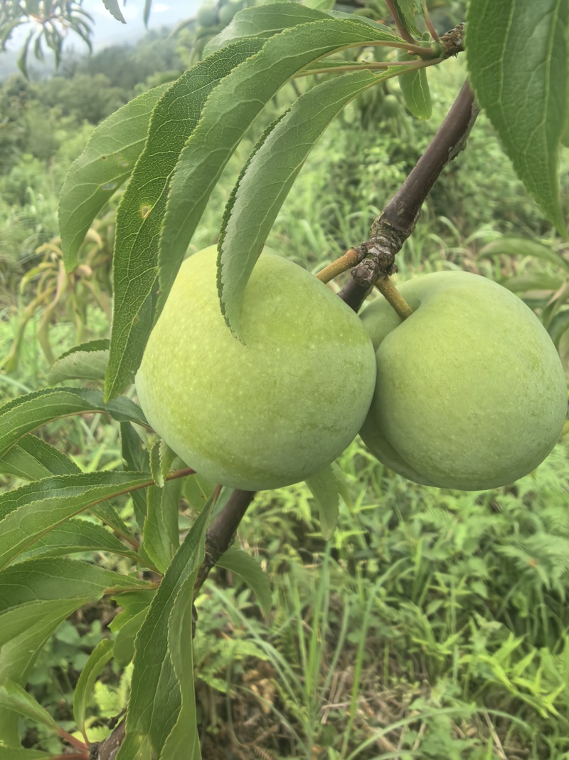 贵州蜂糖李