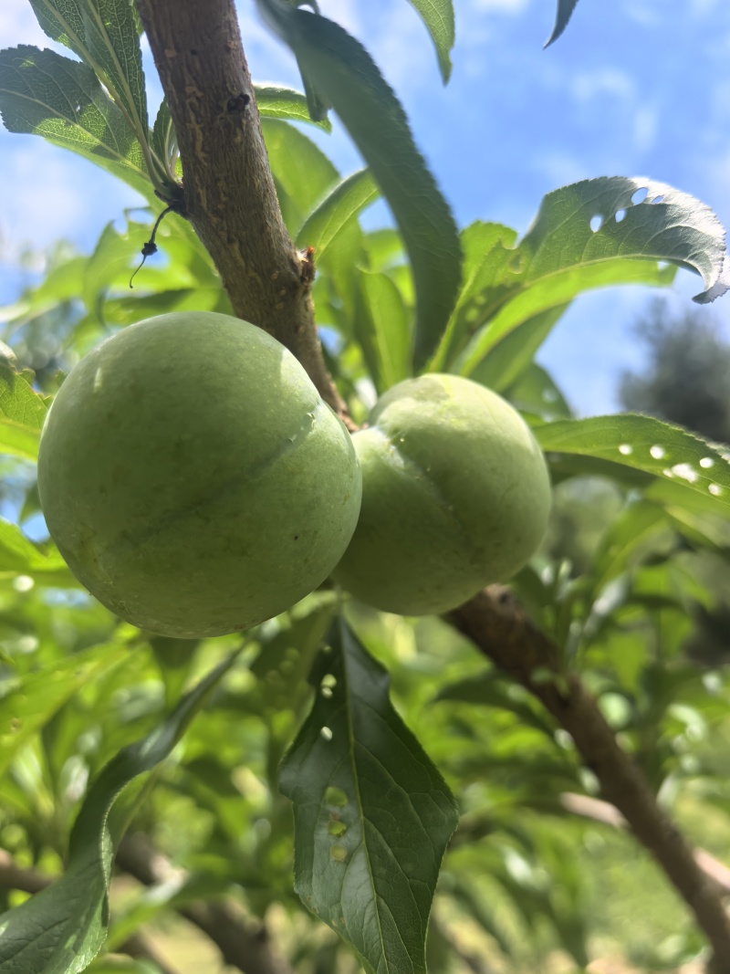 贵州蜂糖李