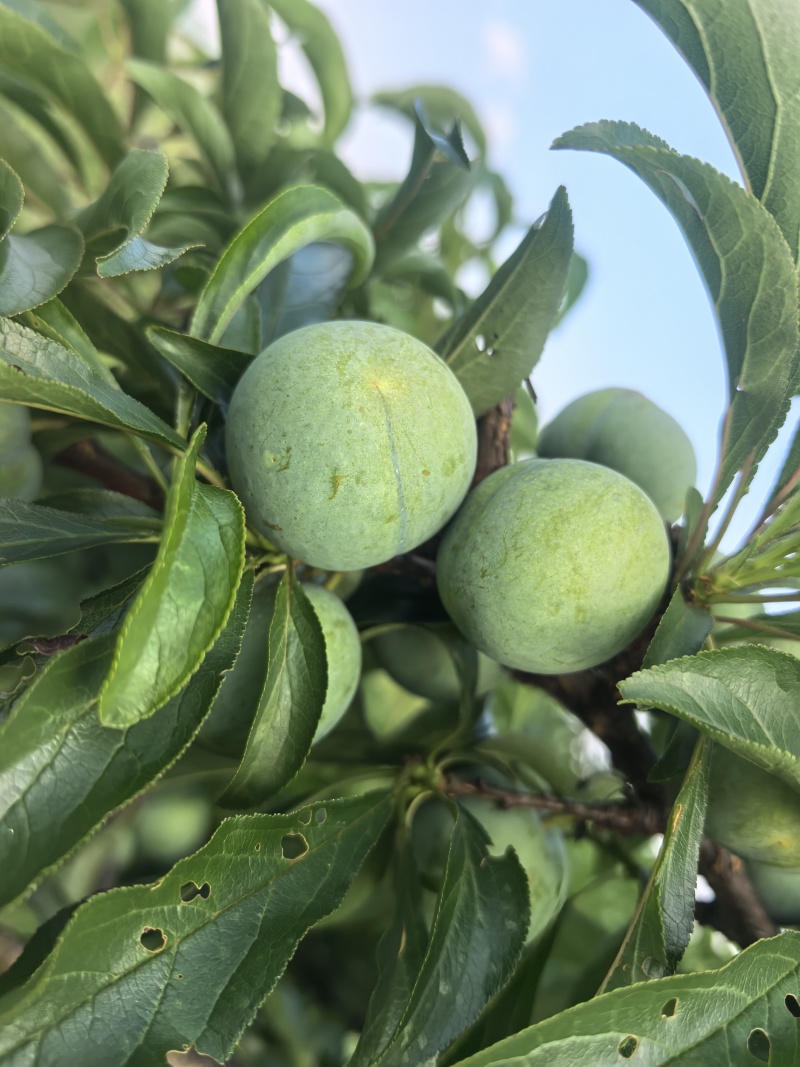 贵州蜂糖李