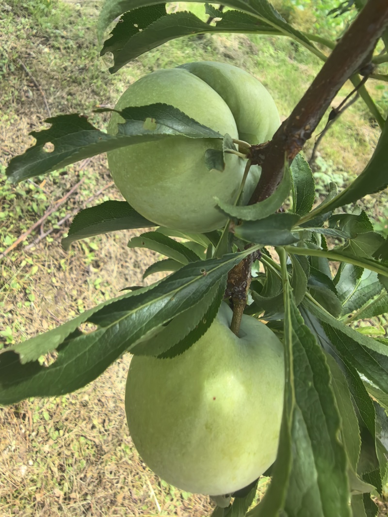 贵州蜂糖李