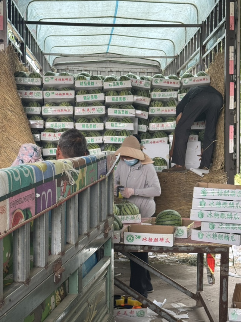 精品美都麒麟西瓜一手货源产地直发支持视频看货