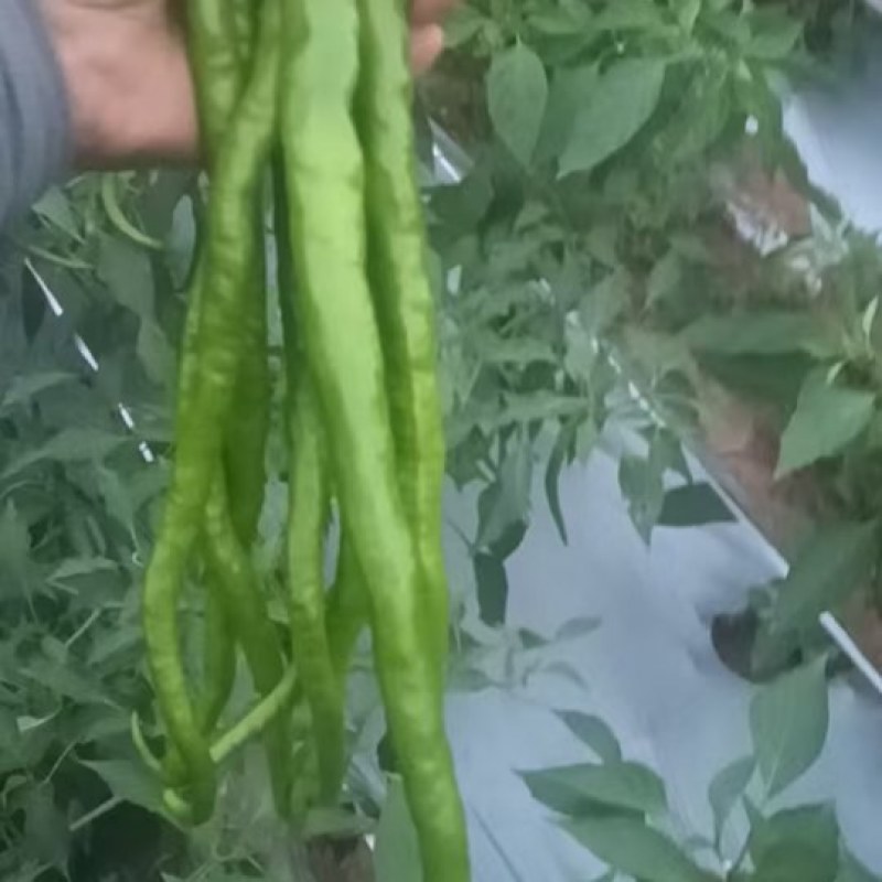 线椒，小螺，大螺，总60亩