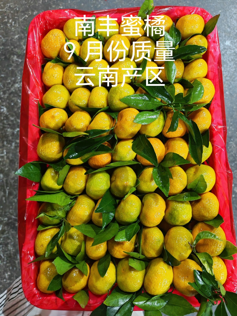 【云南蜜橘】大量上市对接市场电商商超出口工厂直供