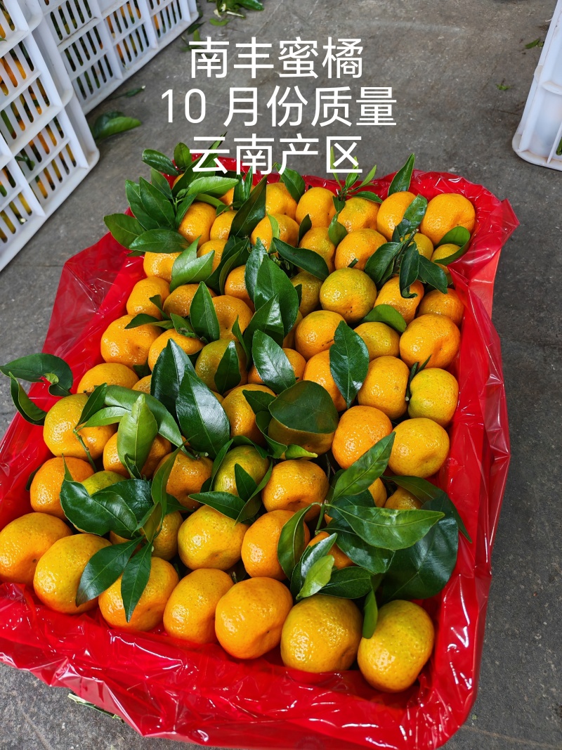 【云南蜜橘】大量上市对接市场电商商超出口工厂直供