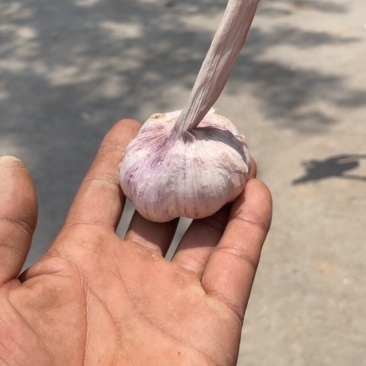 大蒜