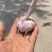 大蒜