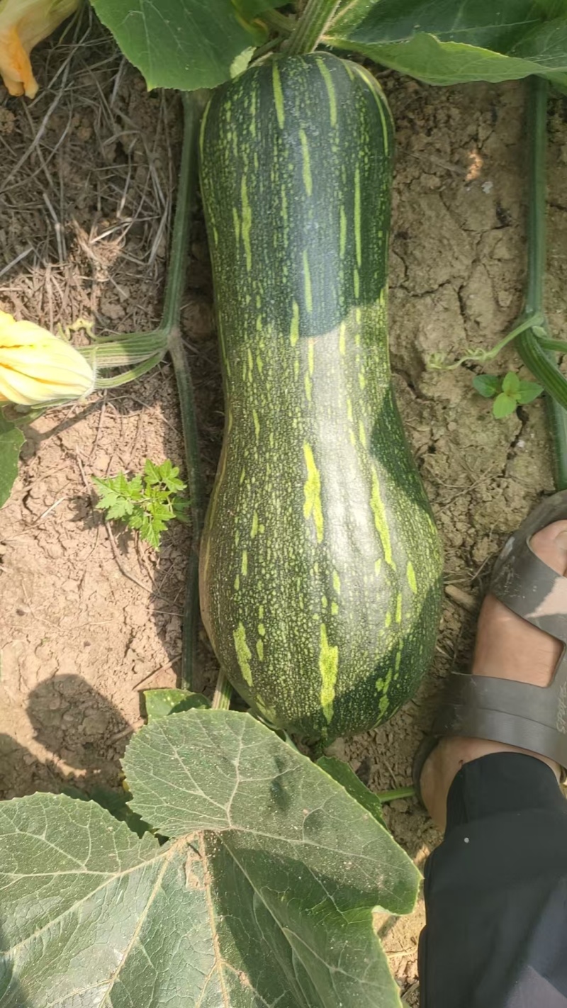 青皮蜜本南瓜，产地直发，量大从优，支持档口商超，食堂工厂