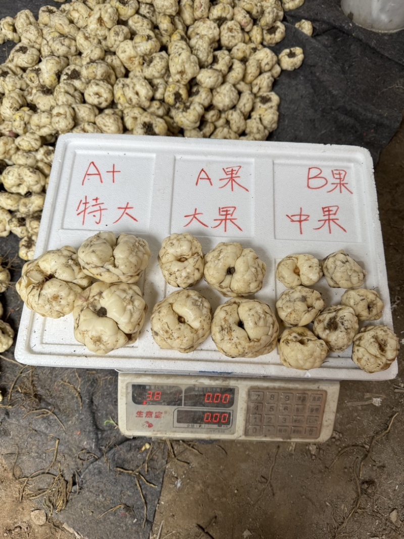 云南腾冲火山灰土质新鲜现挖大百合，软糯香甜