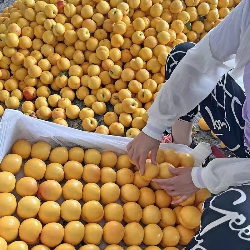 山东黄油桃一件代发对接全平台电商，产地直发