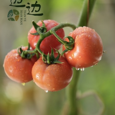 河北承德冷凉带牧心西红柿现摘现发