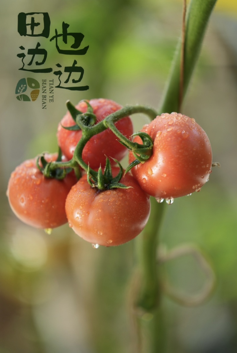河北承德冷凉带牧心西红柿现摘现发