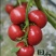 河北承德冷凉带牧心西红柿现摘现发