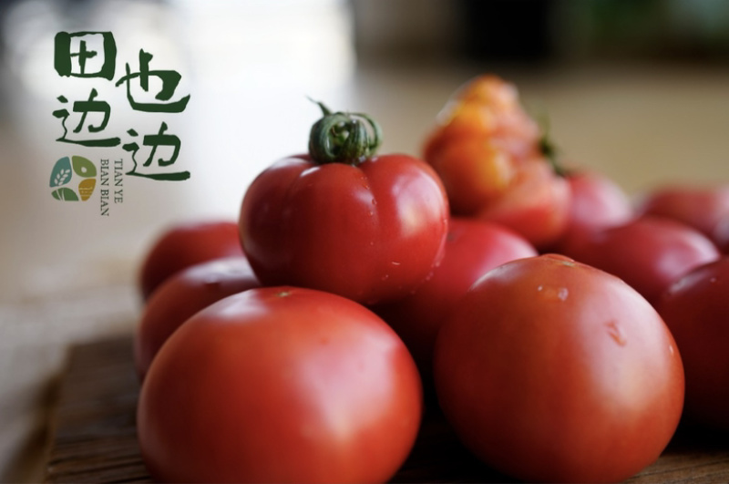河北承德冷凉带牧心西红柿现摘现发