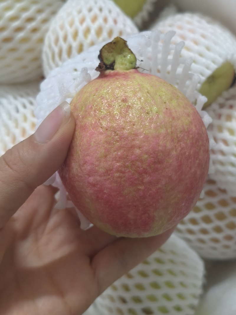 胭脂红番石榴