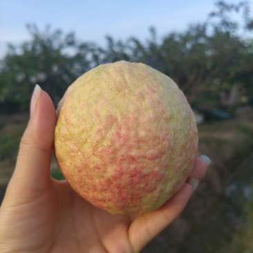 胭脂红番石榴