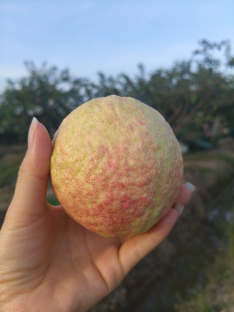 胭脂红番石榴