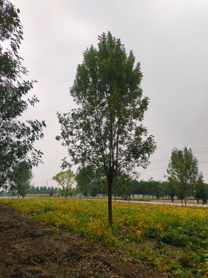 22公分白蜡3-5年冠杆直帽匀济宁曙光苗木基地直供