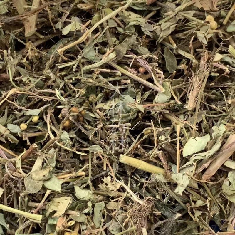叶下珠【包邮】三斤起发货可批量可零售量大从优
