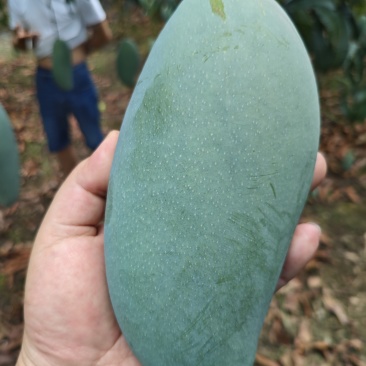 百色田东金煌芒贵妃芒