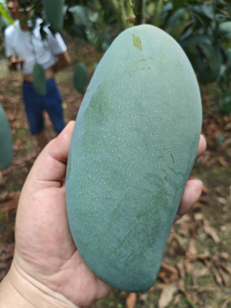 百色田东金煌芒贵妃芒