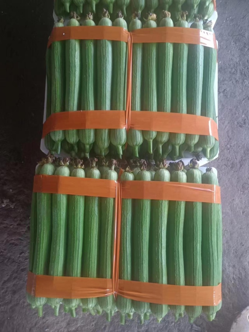 新鲜油皮丝瓜现摘现发每天大量有货