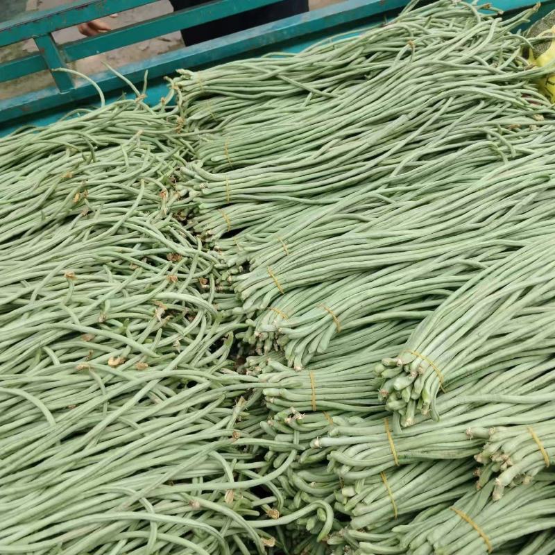 河南青条豆角价格美丽质量好走货快对接全国量大从优欢迎询价