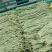 河南青条豆角价格美丽质量好走货快对接全国量大从优欢迎询价